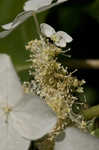 Oakleaf hydrangea